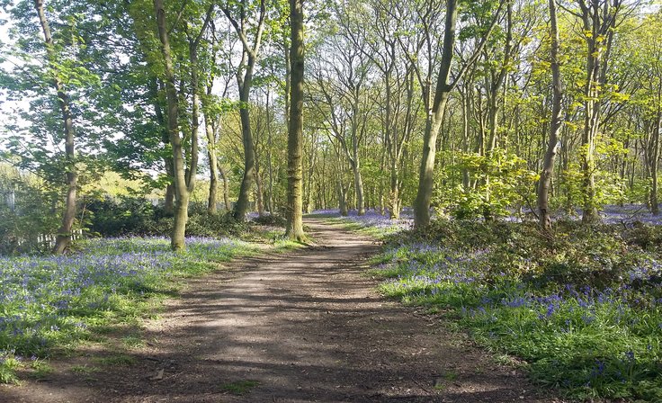 Kings Wood May 2016 - improvements to woodland path